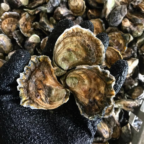 Appellation Sydney Rock Oysters - LIVE UNSHUCKED